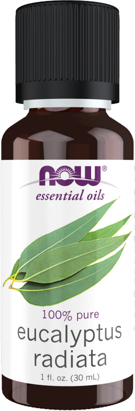 Eucalyptus Radiata Oil | 100% Pure Eucalyptus Radiata - BadiZdrav.BG